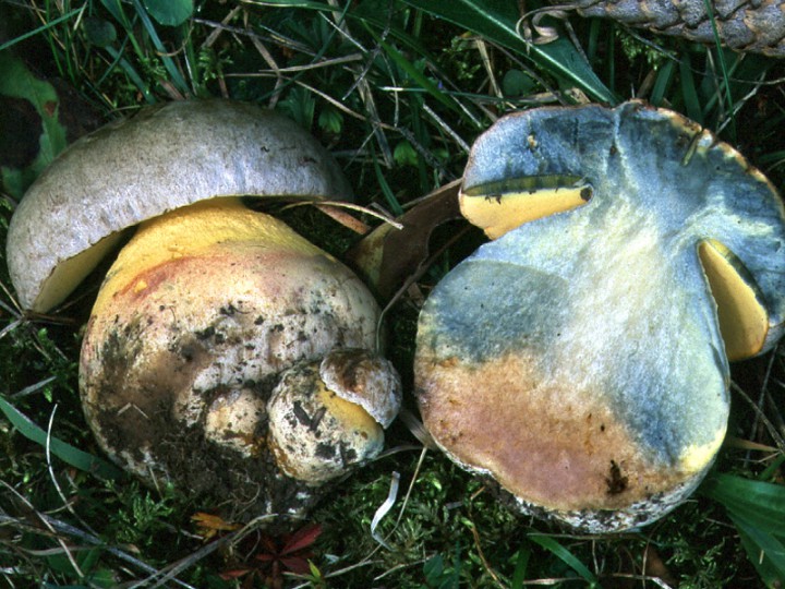 cf_fechtneri_fichte_jung_2006.JPG