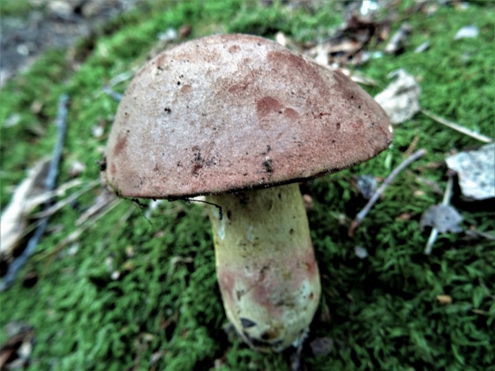 DSC00344 (1024x768).jpg