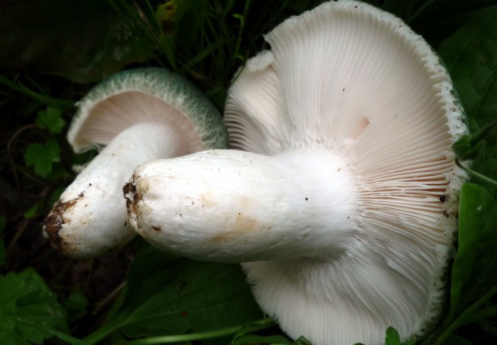 L1260713.JPG