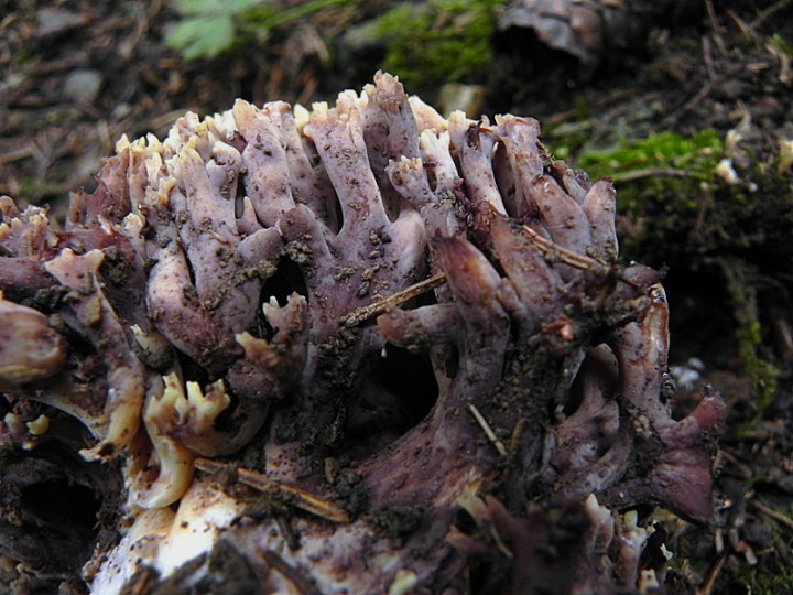 DSCN0294b.JPG