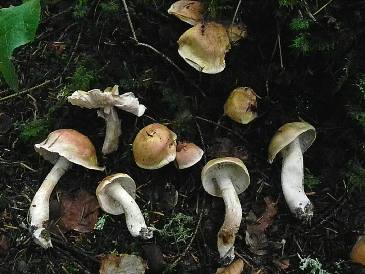 DSCN0325b.JPG