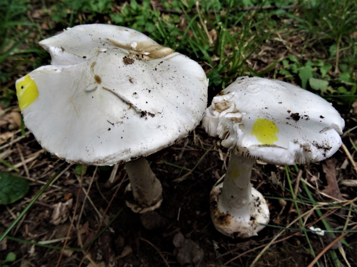 DSC08065 (1024x768).jpg