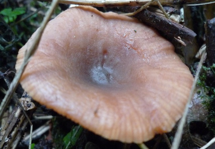 copie de L1260985.JPG