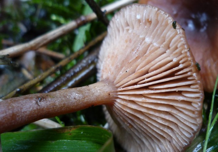 copie de L1270015.JPG