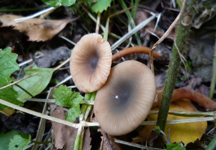 copie de L1270214.JPG