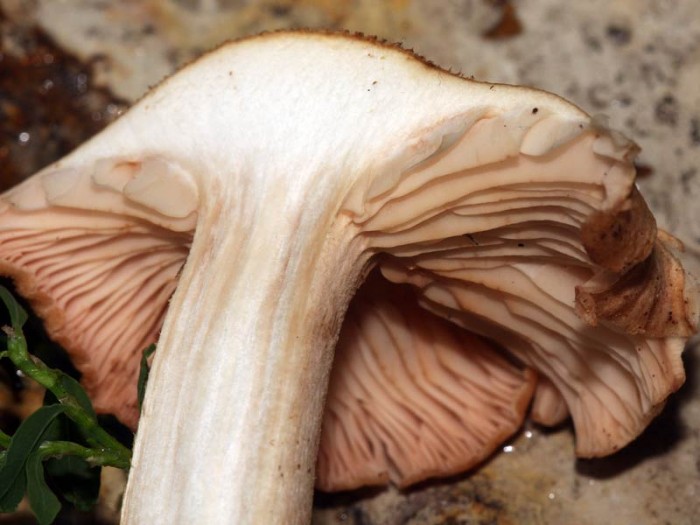 29808-1647hebeloma.jpg