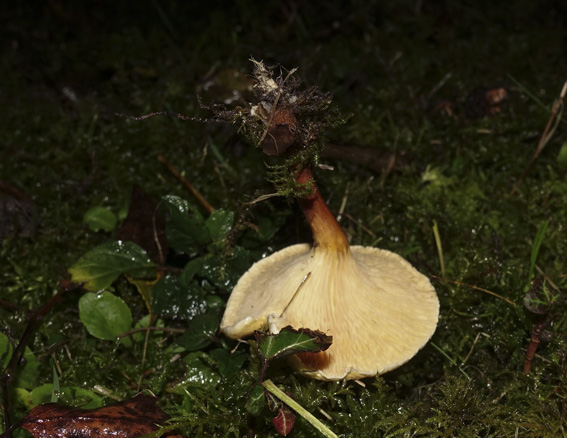 DSC02704-1.jpg