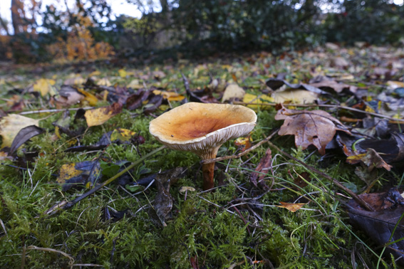 DSC02736-3.jpg
