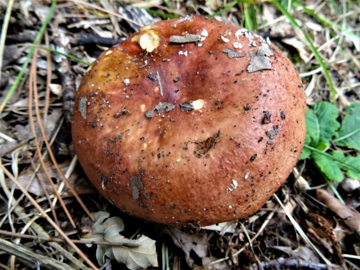 Russula2.DSC08068 (1024x768).jpg