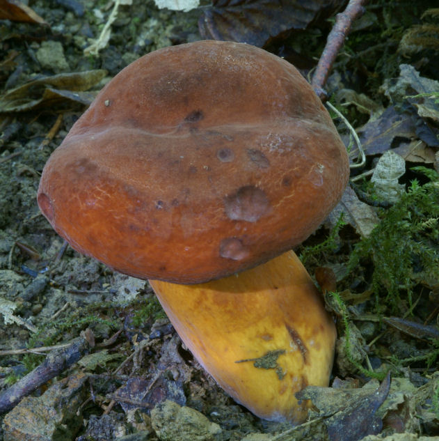 Lactarius 01.jpg