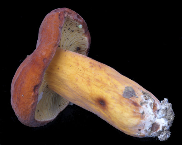 Lactarius 02.jpg