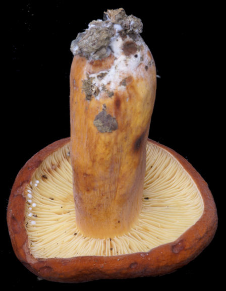 Lactarius 03.jpg