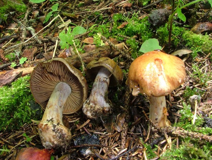 Cortinarius.jpg