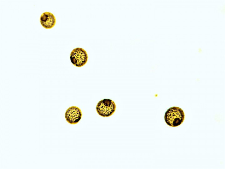 Russule2.Capture_55.jpg