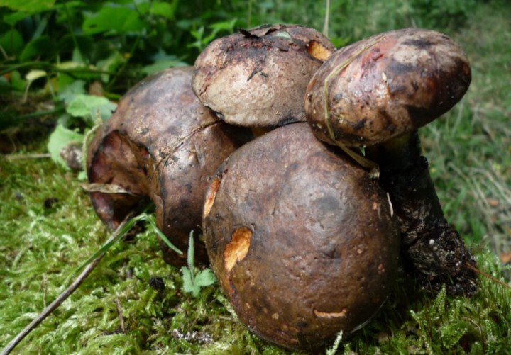 copie de L1270469.JPG