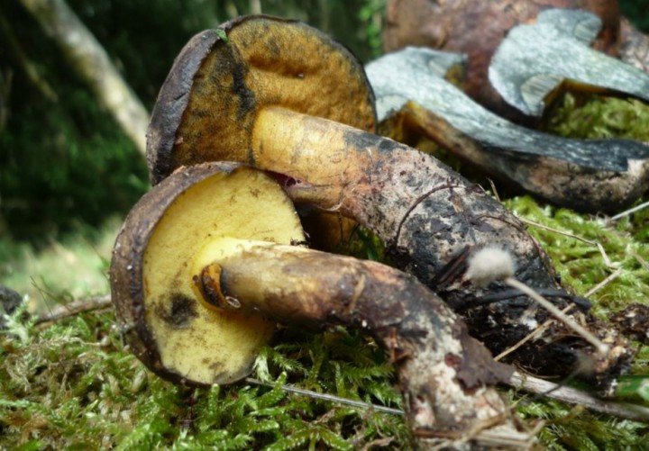 copie de L1270490.JPG