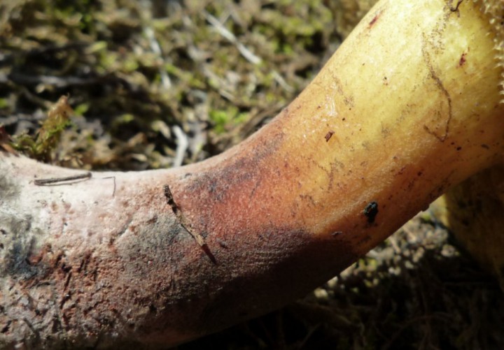 copie de L1270450.JPG