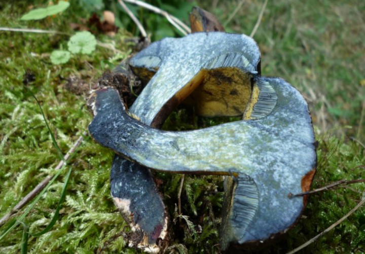 copie de L1270482.JPG