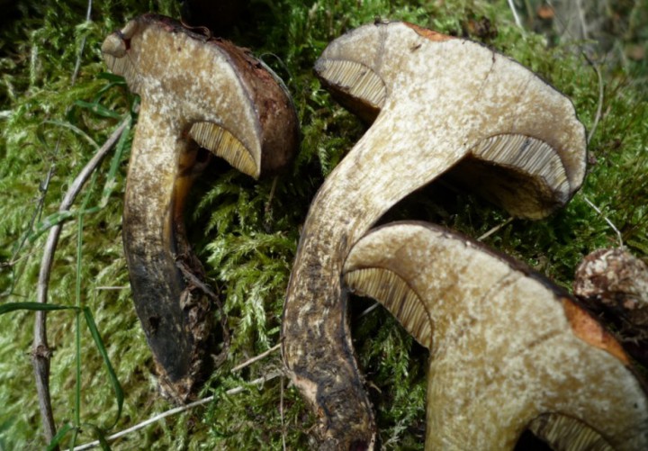 copie de L1270499.JPG