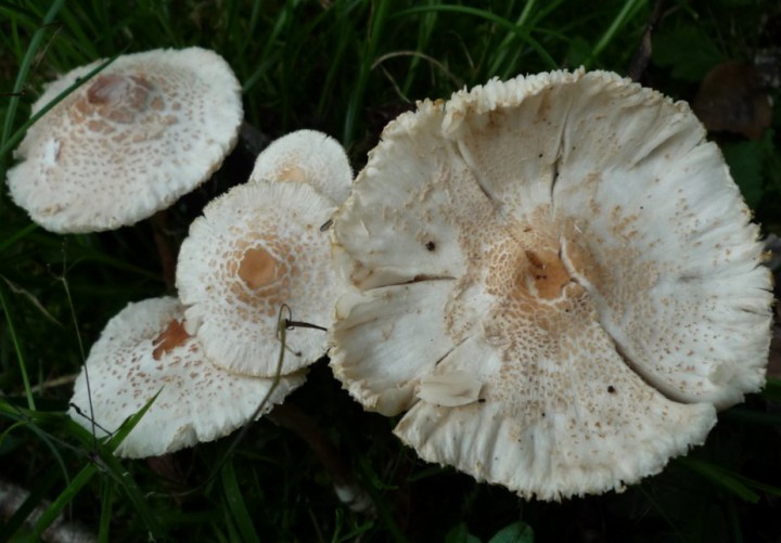 copie de L1270533.JPG
