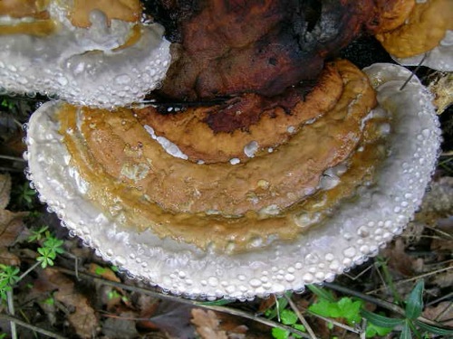 DSCN3428.JPG