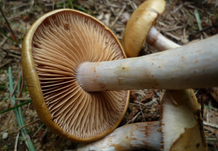 copie de L1270320.JPG