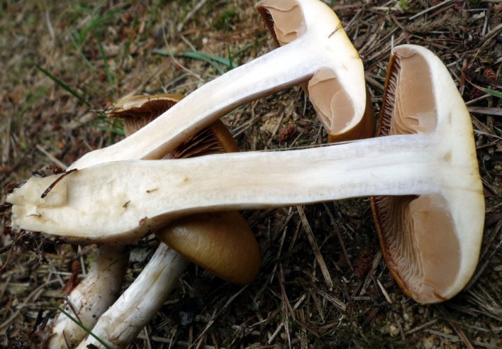 copie de L1270334.JPG