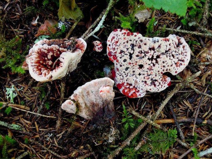 Hydnellum peckii-redim1024.JPG