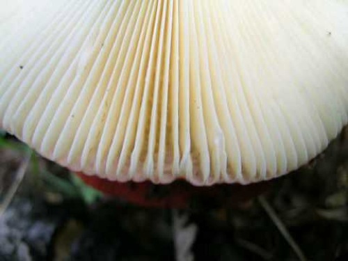 DSCN3485.JPG