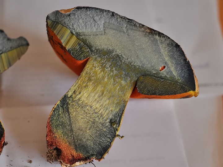 Boletus_rhodoxanthus_coupe.jpg