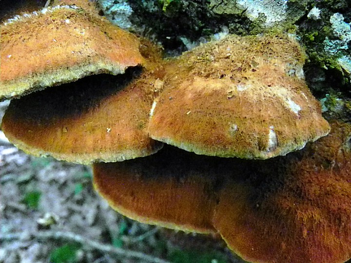 DSCN0575b.JPG