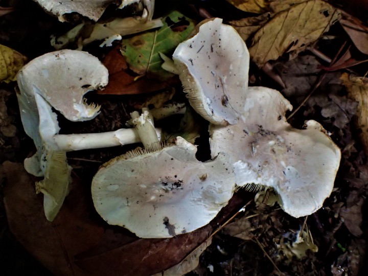 P8300372 (1024x768).jpg