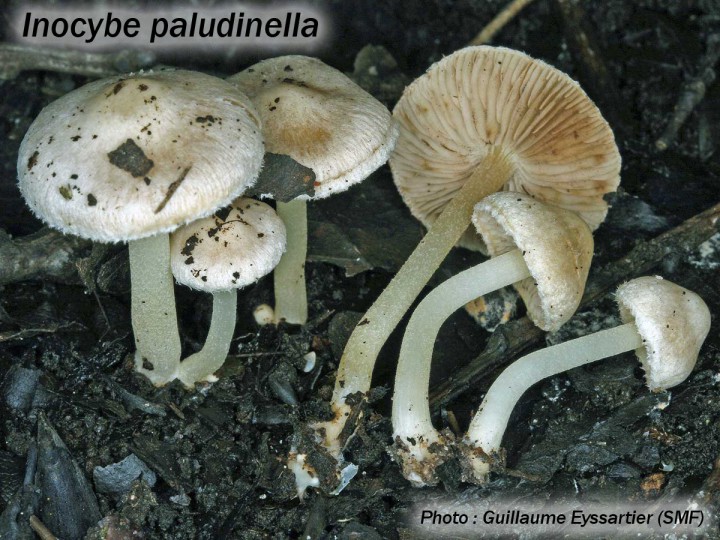 I17_Inocybe-paludinella.jpg
