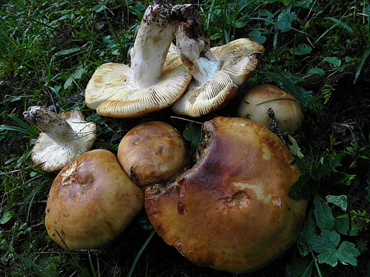 DSCN0595b.JPG