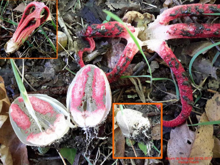 Clathrus_archeri s reduit.jpg