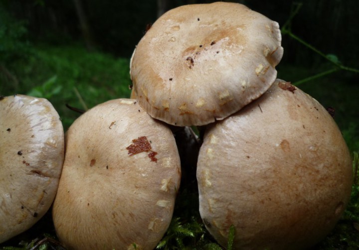 copie de L1280082.JPG
