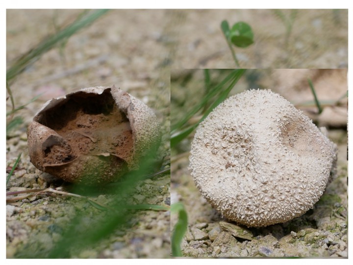 Scleroderma_sp.jpg