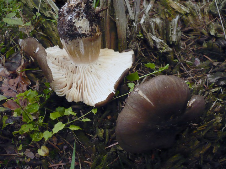 P1160667.JPG