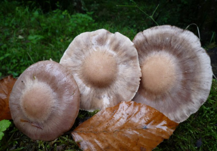 copie de L1280275.JPG