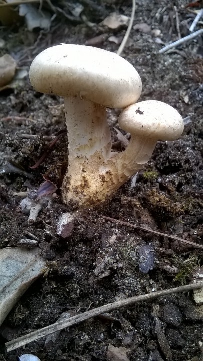 WP_20170908_002.jpg
