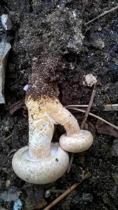 Neolentinus lepideus.jpg