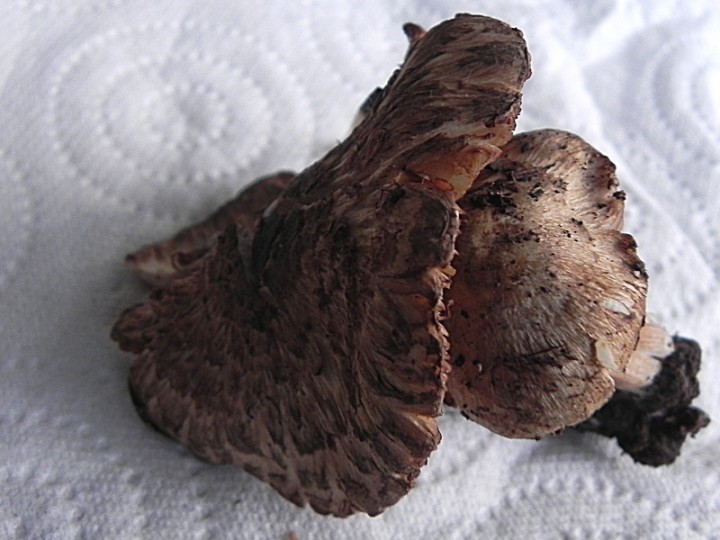 DSCN0627b.JPG