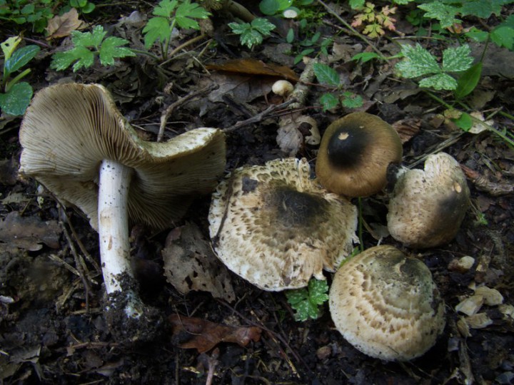 Inocybe erinaceomorpha r.jpg