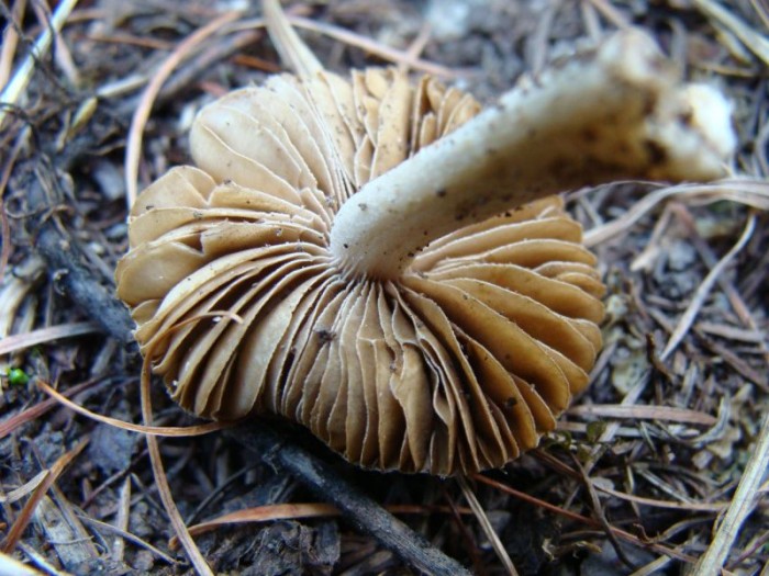 181 Inocybe (4).jpg