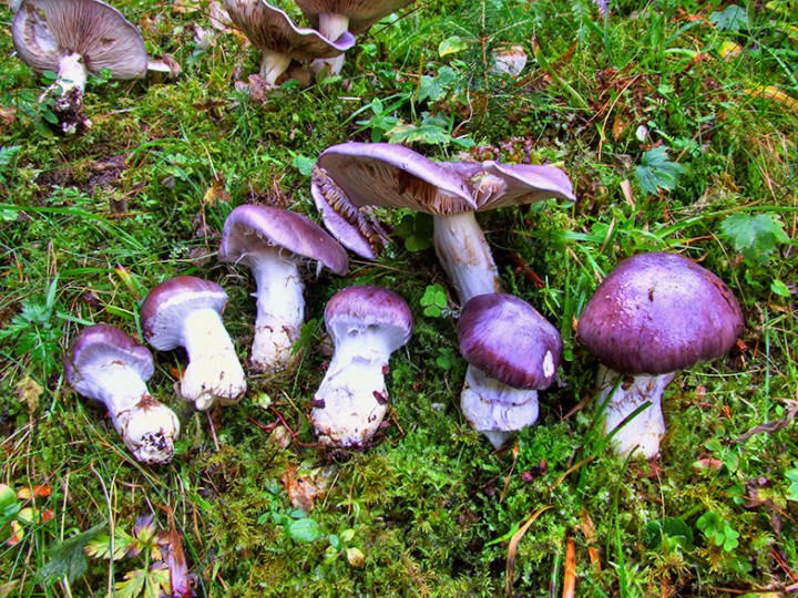 Cortinarius_cumatilis.jpg