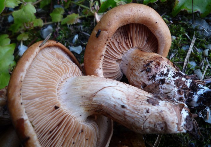 copie de L1280867.JPG