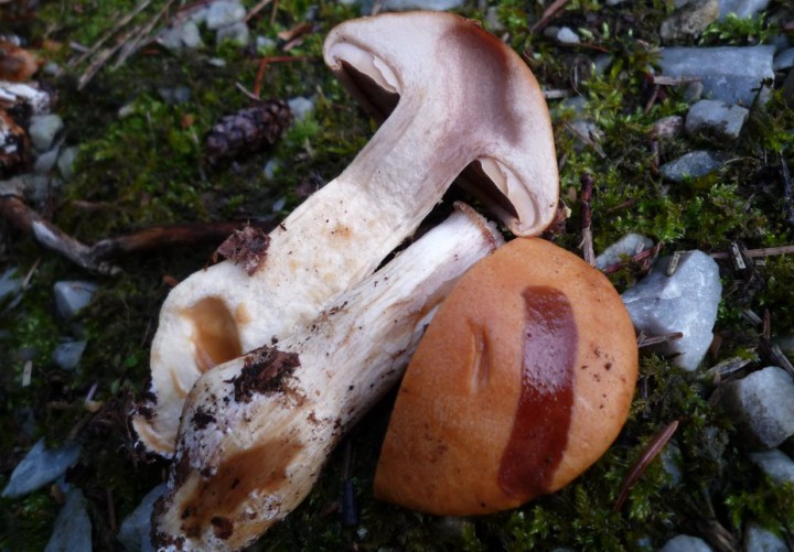 copie de L1280873.JPG