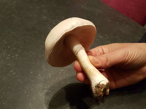 _copie-0_20170920_212600.jpg