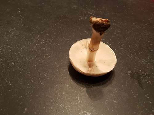 _copie-0_20170920_212617.jpg