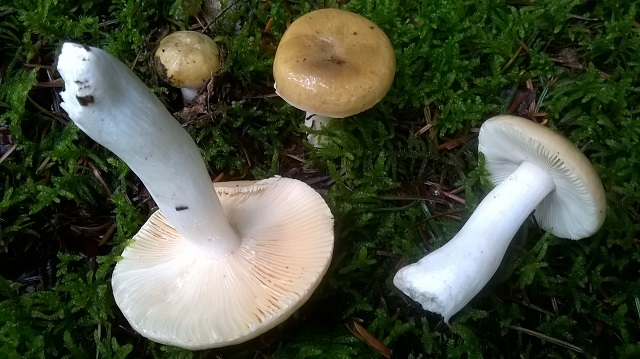 WP_20170919_004.jpg